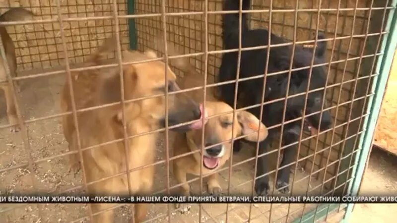 Приют лисена. Приют лисена. Приют лисена. Горпитомник волгоград. Приют лисена.