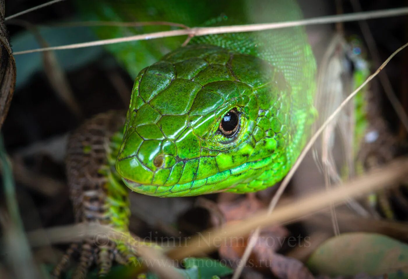 Рептилии дышат кожей. Прыткая ящерица (Lacerta Agilis exigua);. Прыткая ящерица Lacerta Agilis. Голова ящерицы прыткой ящерицы. Lacerta Agilis Immacula.