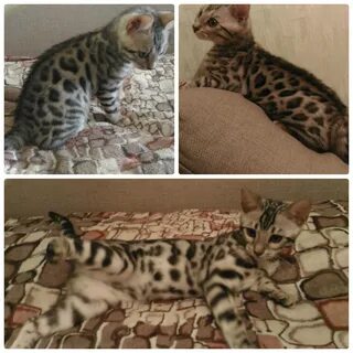 Вес бенгальского котенка