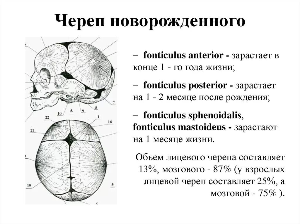 Швы и роднички черепа анатомия. Роднички новорожденного анатомия черепа. Строение родничков черепа новорожденного. Роднички черепа новорожденного рисунок.