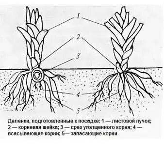 Расстояние между лилиями при посадке
