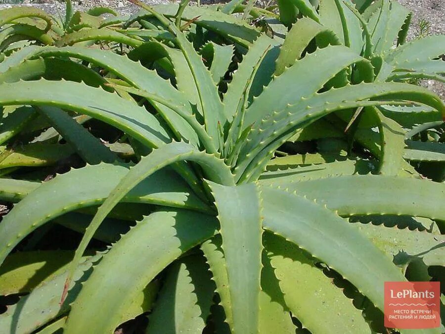 Древовидное (Aloe arborescens). Алоэ древовидное (Aloe arborescens). Алоэ Aloe arborescens Mill. Столетник автор