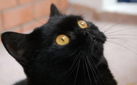 Где черные кота