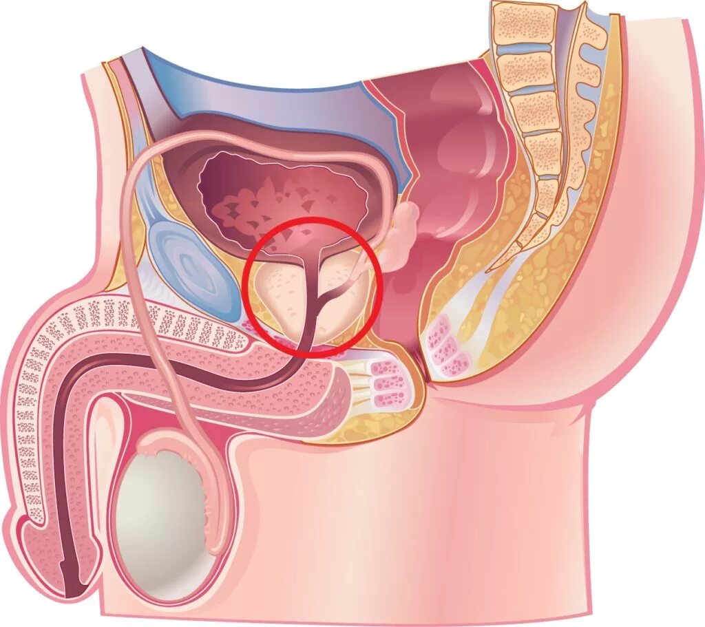 Простата и предстательная железа. Предстательная железа у мужчин. Простата это предстательная