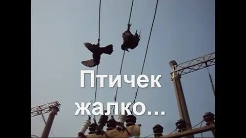 Почему птица сидящая на проводе высокого напряжения