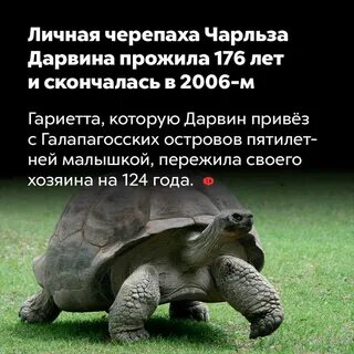Черепаха интересные факты