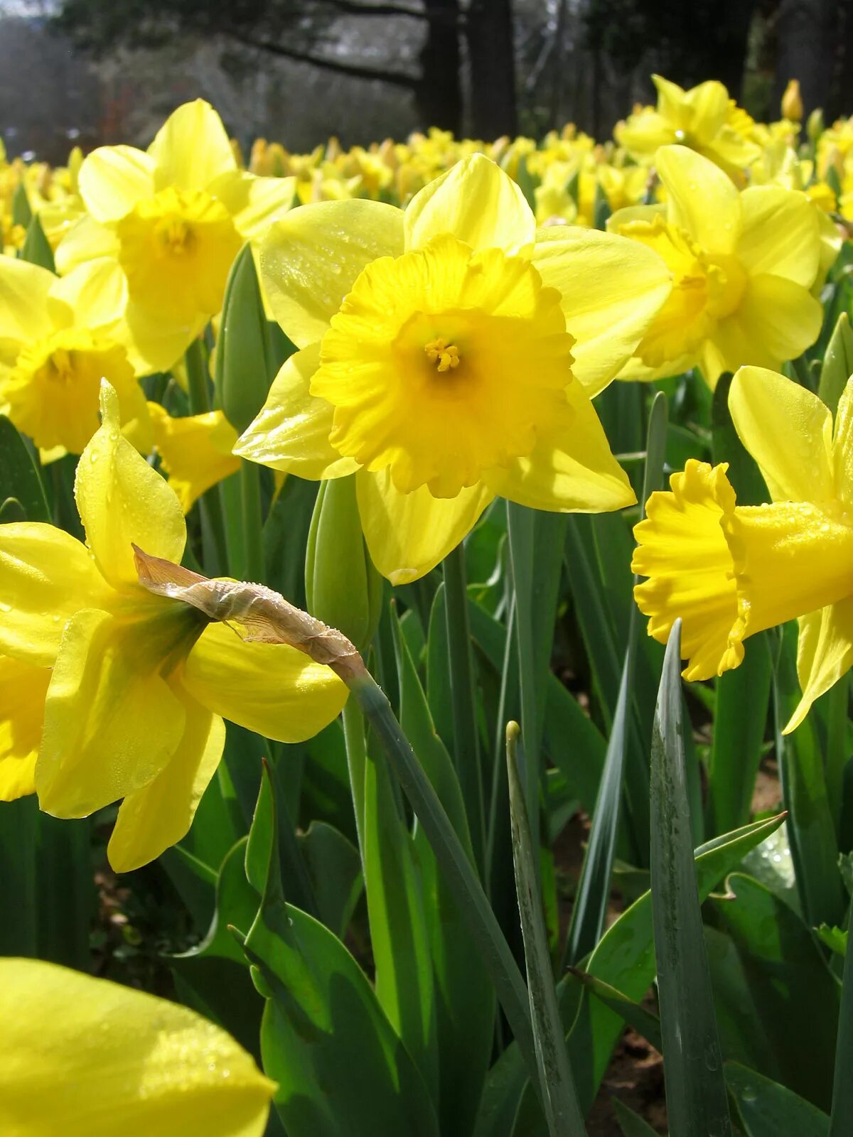 Ранние желтые цветы весной названия. Нарцисс Даффодил. Нарцисс цветок. Нарцисс (Narcissus). Нарцисс Золотая чаша.