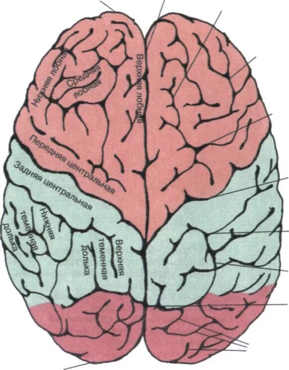 Нижний теменной отдел левого полушария. Лобная дога большого мозга. Строение лобной доли головного мозга.