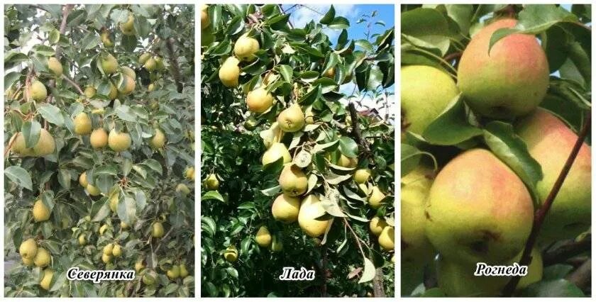 Груша сорт Чижовская дерево. Сорт груши Чижовская.