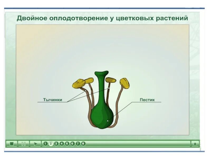 Двойное оплодотворение у растений. Оплодотворение цветкового растения. Оплодотворение у цветковых растений. Двойное оплодотворение у цветковых. Установите соответствие оплодотворение после опыления