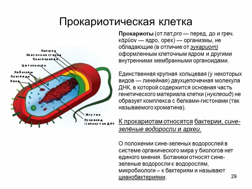 Клетка прокариот функции. 1. Строение прокариотной клетки. Прокариотическая клетка строение и функционирование. Процессы прокариотической клетки. Описание прокариотической клетки.