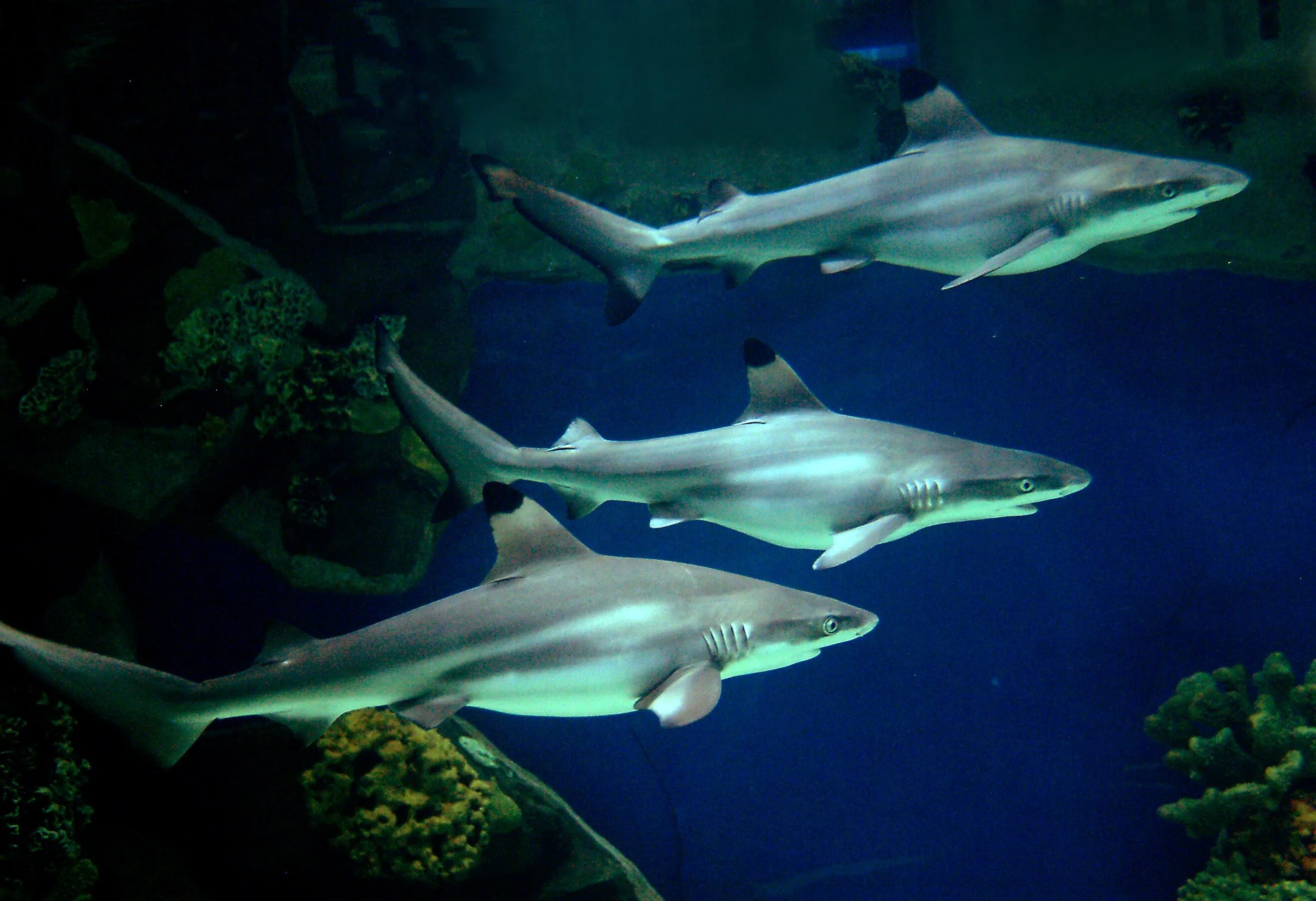 Включи акулята. Черноперая рифовая акула. Акула Черноперая рифовая (Мальгашская ночная). Черноперая рифовая акула Мальдивы. Рифовая аквариумная акула.
