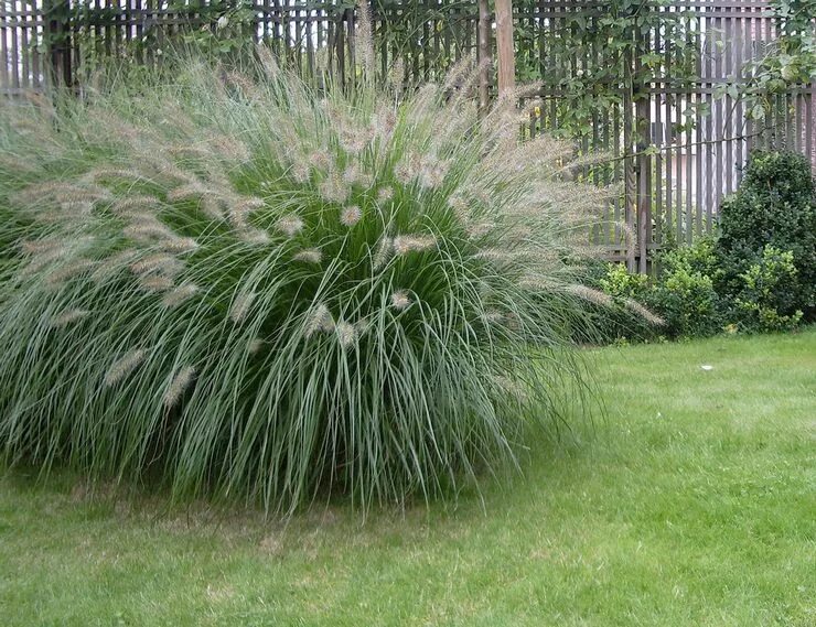 Пеннисетум лисохвостный фото в ландшафтном дизайне Sloped Front Garden with Curb Appeal Low-Water/Deer Resistant Northern Calif