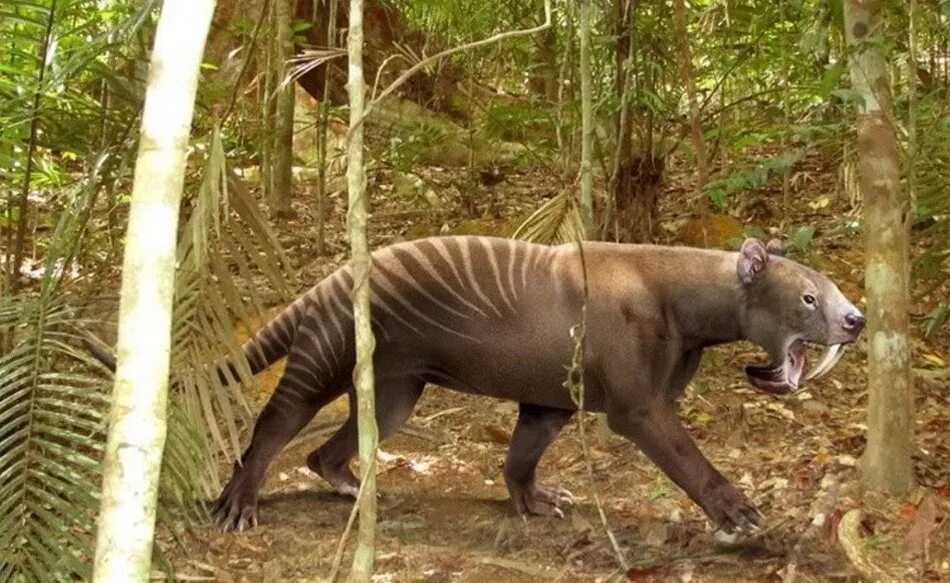 Исчезающие млекопитающие. Гигантский ленивец мегатерий. Сайга антилопа. Исчезающие млекопитающие. Мастодонт гомфотерий.