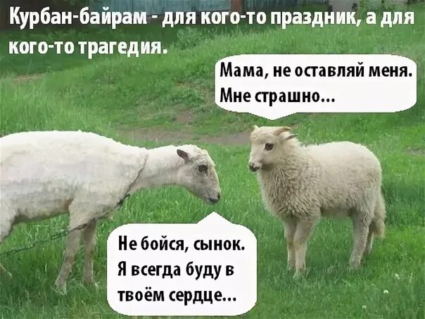 Байрам как переводится на русский. Шутки про овец. Овца прикол. Курбан байрам прикол.