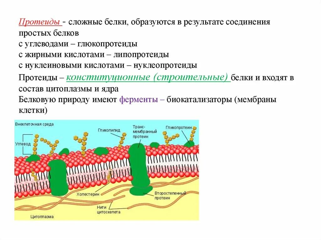 Белки образующиеся соединения