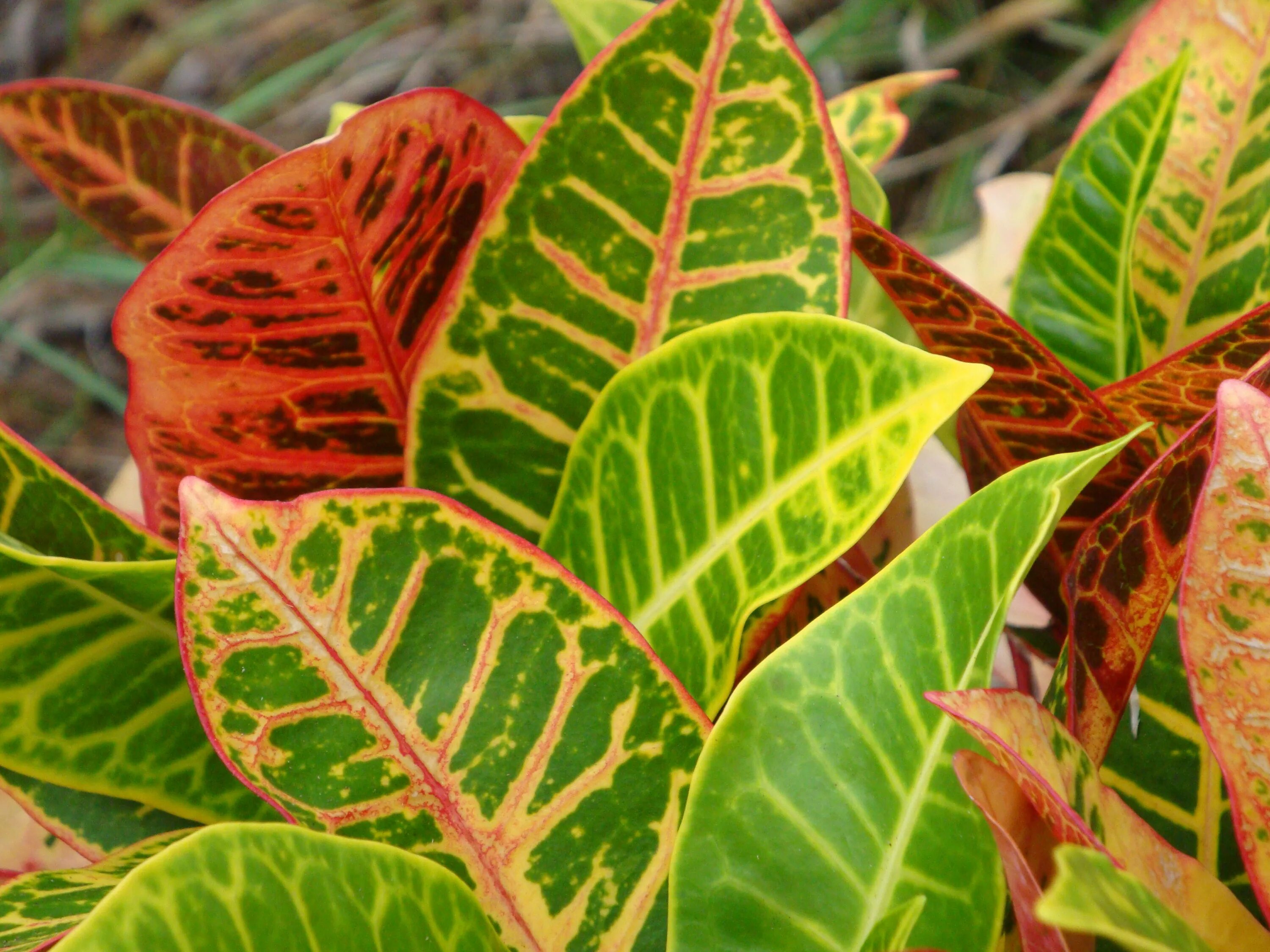 Кодиеум аукуба. Черенки кротона кодиеум. Кодиеум цветок высокий. Кодиеум кротон размножение листом. Кротон черенкование.