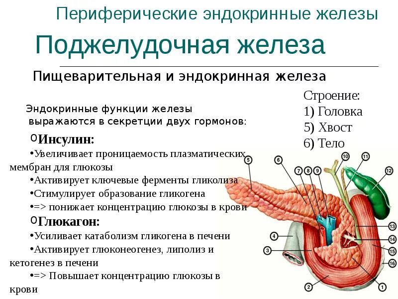 Поджелудочная железа человека строение и функции. Строение и эндокринная функция поджелудочной железы. поджелудочная железа строение и функции таблица. поджелудочная железа строение и функции кратко таблица. функции железы внутренней секреции поджелудочная железа.