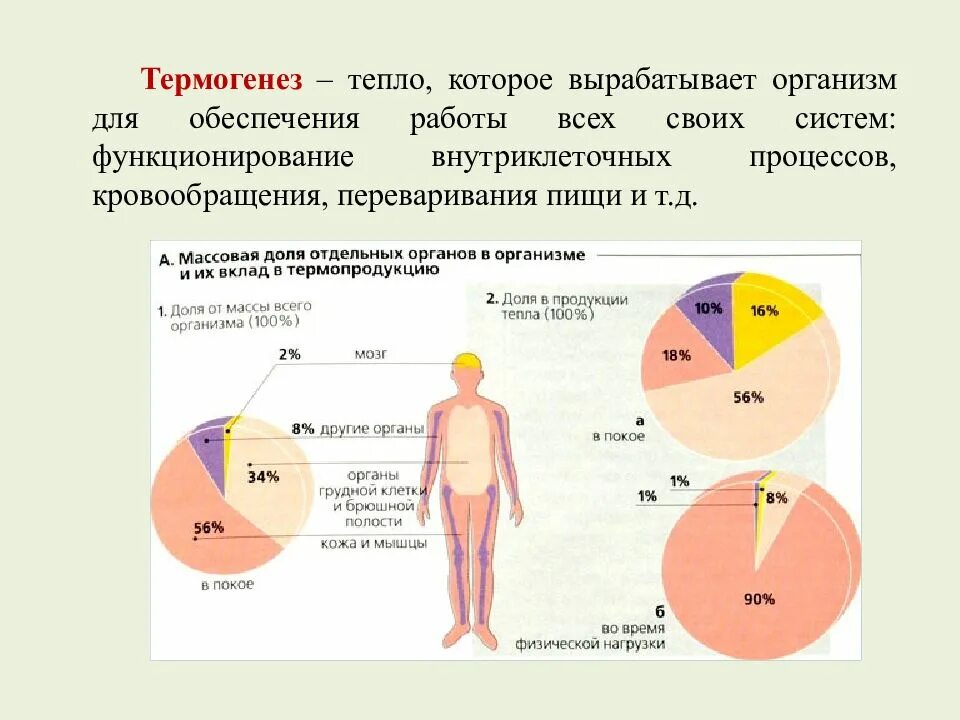 Сколько вырабатывает организм. Термогенез. Термогенез в организме. Термопродукция в организме. Термогенез- теплообразование в организме которое.