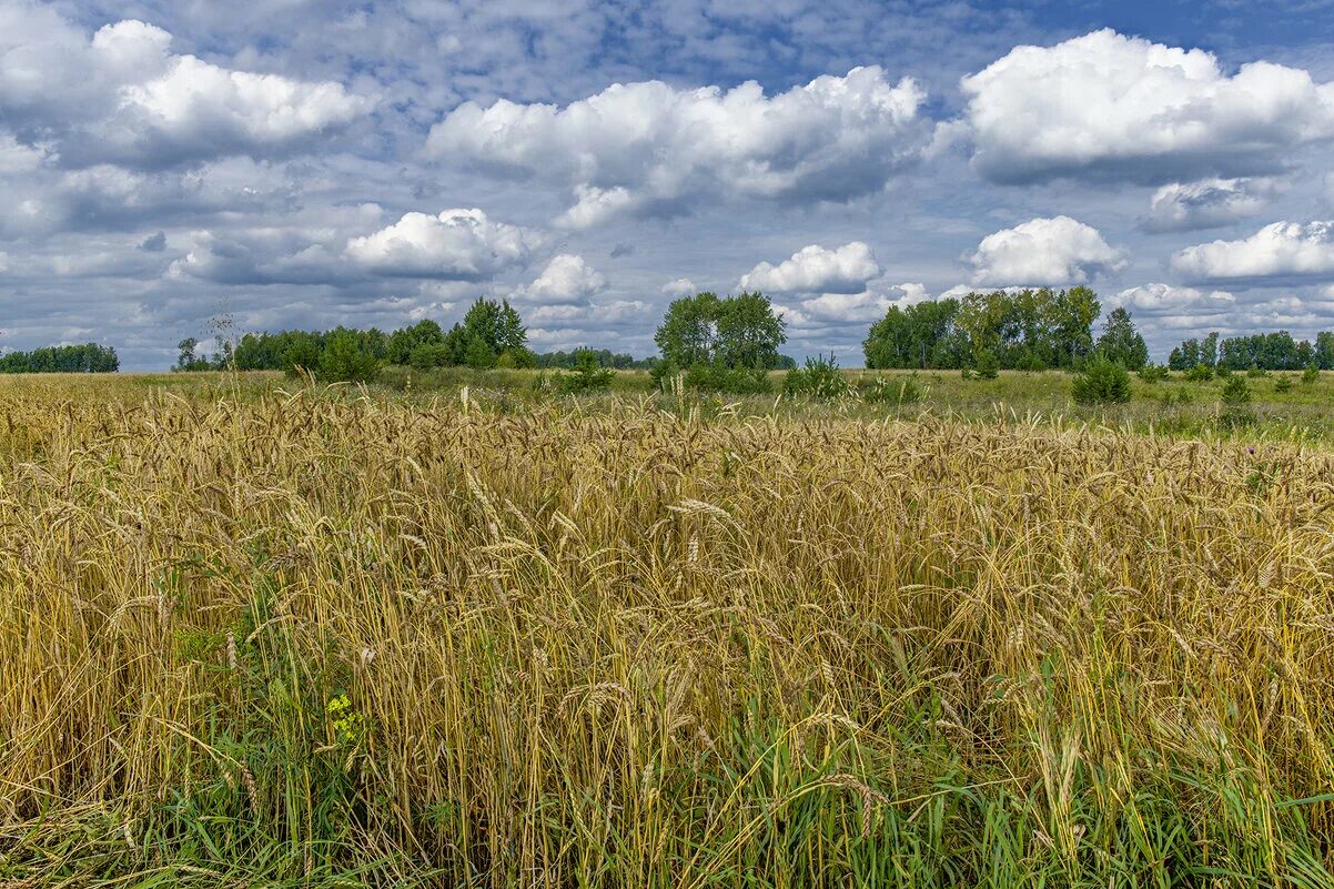 Удмуртия холмистая равнина. Поле простор. Просторы россии липецкая область. Барабинская лесостепь. Природа просёлочная дорога горизонт.