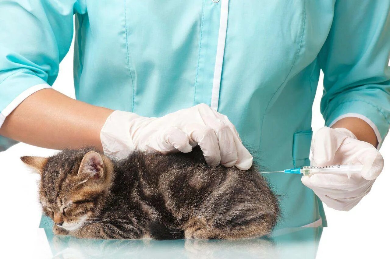 Как сделать клизму коту