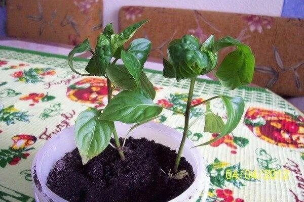 Скручивание листьев у перца рассада. На рассаде перцев скручиваются листья. скручивание листьев у рассады перцев. листья у рассады перцев скручиваются вниз. рассада перца скручиваются листья у рассады.