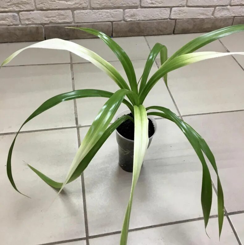 Комнатное растение панданус. Пальма юкка панданус. юкка драцена панданус. юкка, драцена кордилина. драцена пальма панданус.