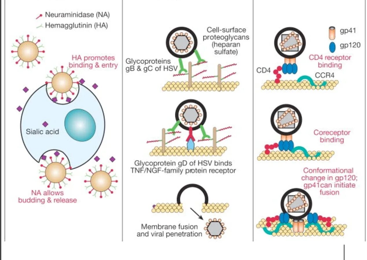 Herpes simplex 1 и 2 типа. Herpes simplex virus 1.2 результативность. herpes simplex virus микропрепарат.