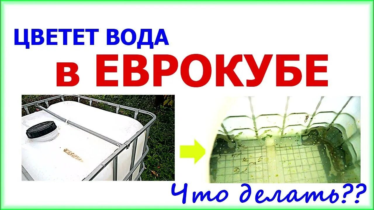 Цветет вода в кубе. Цветет вода в еврокубе что делать. защита еврокуба от солнца. капельный полив от еврокуба. чтобы вода не цвела в еврокубе.