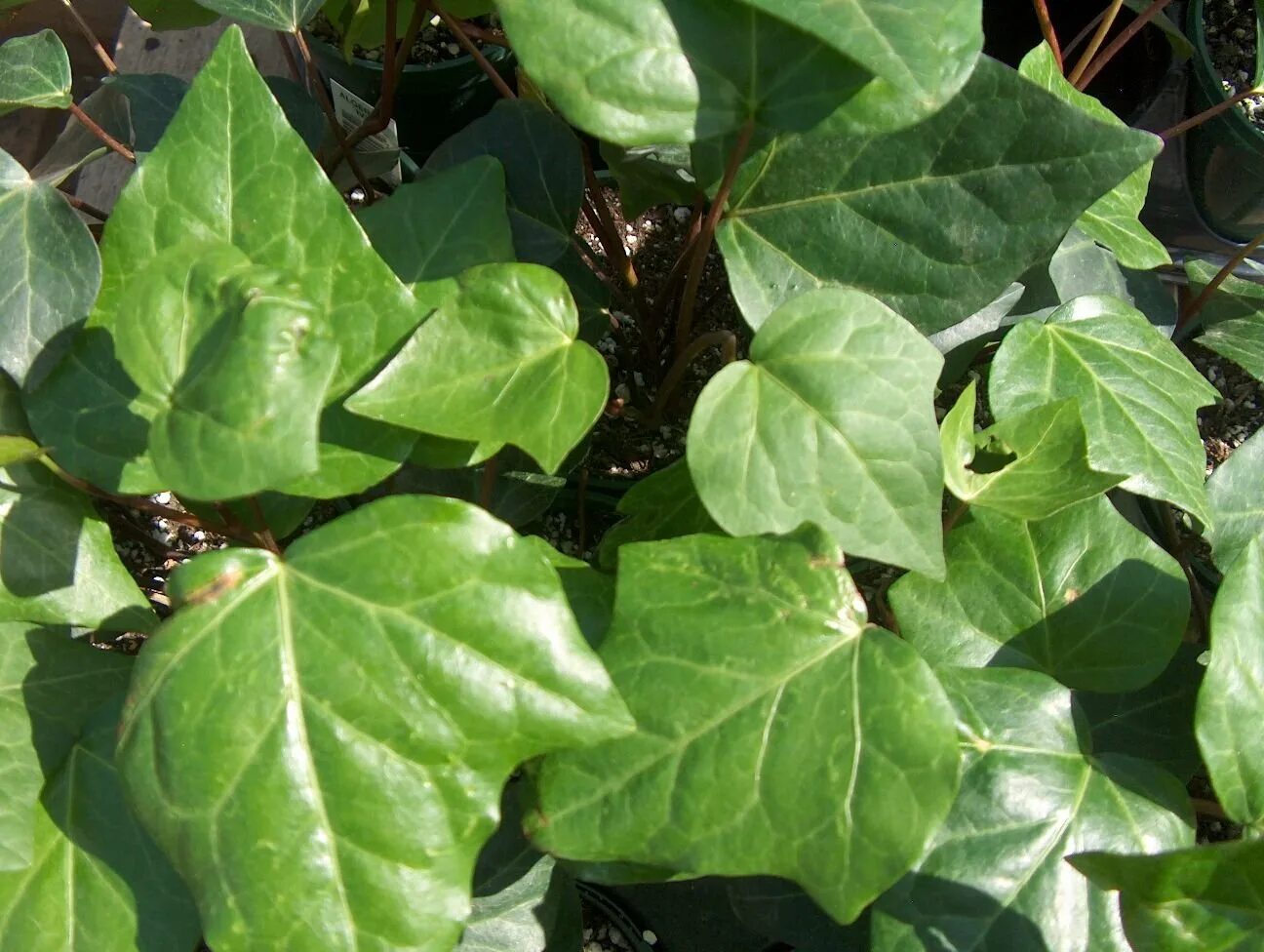 Плющ Канарский (Hedera canariensis). Плющ толстолистный. Плющ иберийский. Hedera canariensis Willd. - Плющ Канарский. Плющ разновидности