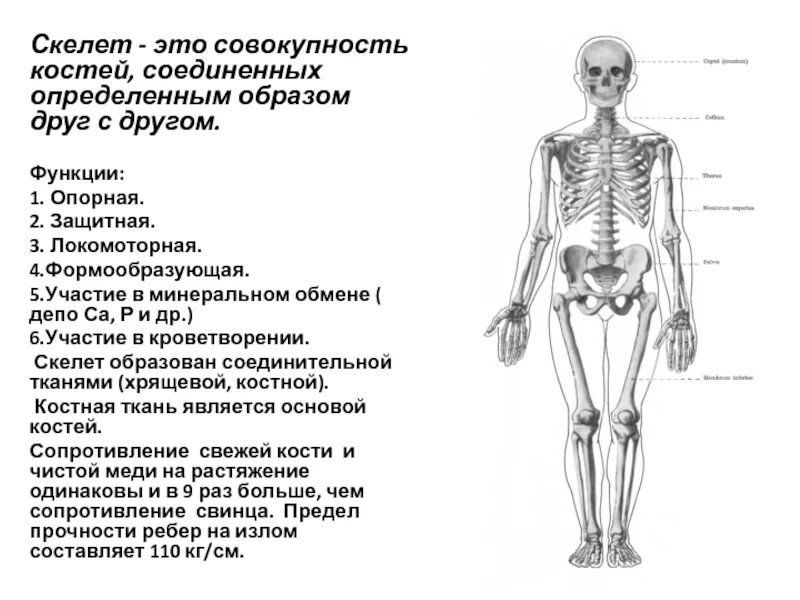 Скелет человека. Функции костей скелета. Остеология. Осевой отдел скелета.