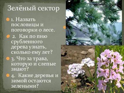 Какую траву слепой знает
