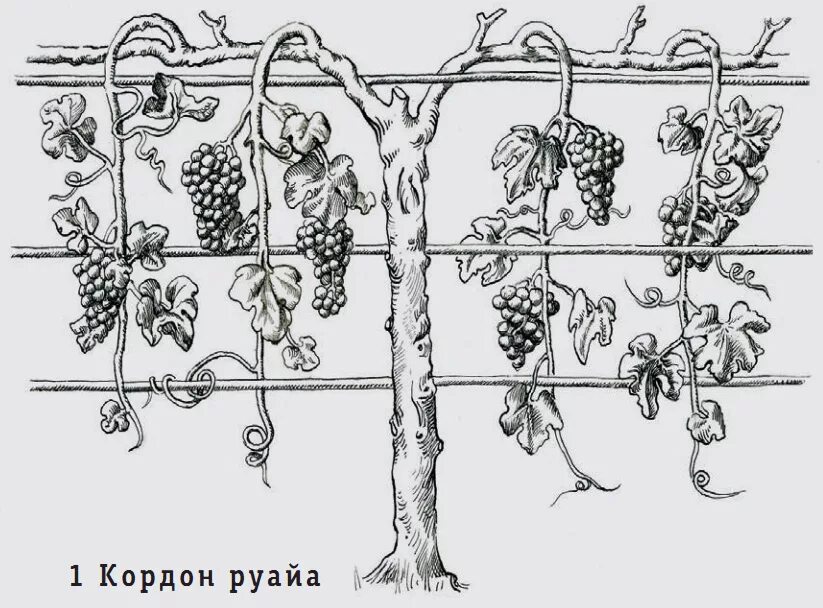 Формировка лозы винограда. Формировка кустов виноградной лозы. Кордонная формировка винограда. Высокоштамбовая формировка винограда.