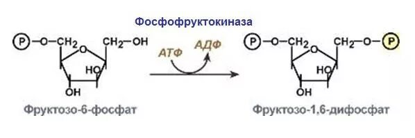 Фосфофруктокиназа катализирует реакцию. Фосфофруктокиназа 1 класс фермента. Фруктоза 1 6 дифосфат в фруктозо 6 фосфат. Фруктозо 6 фосфат АТФ.