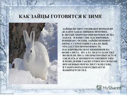 Сезонные изменения в жизни зайца