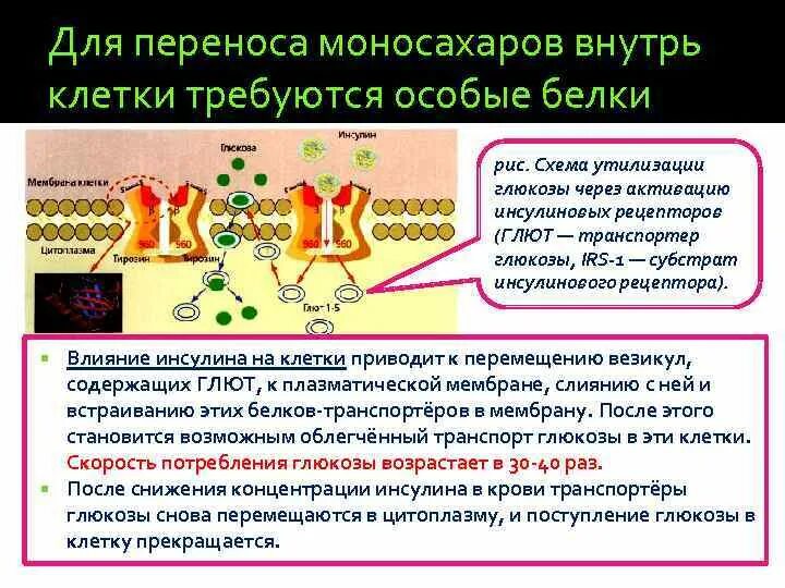Белок переносчик. Транспортеры глюкозы. Механизм трансмембранного переноса глюкозы. Белки переносчики глюкозы. Переносчики глюкозы.