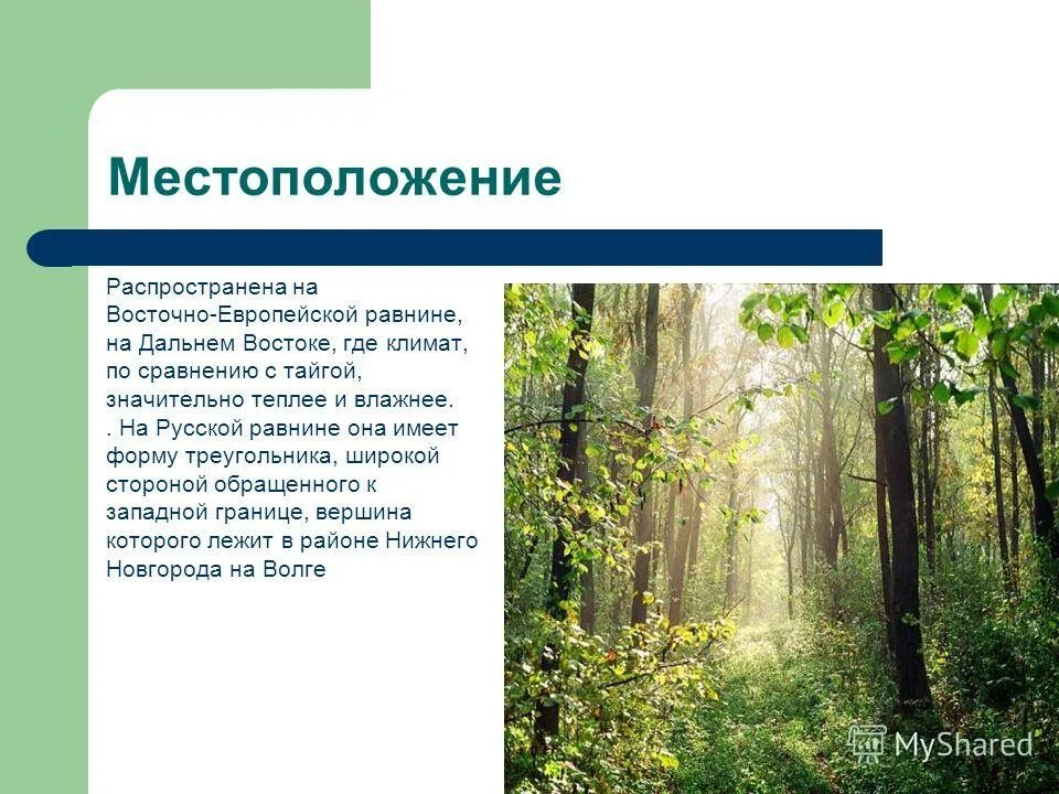 Широколиственные леса относительно морей и океанов. Растительность восточно европейской равнины. смешанные и широколиственные леса дальнего востока. лесная зона восточно европейской равнины. смешанные леса дальнего востока.