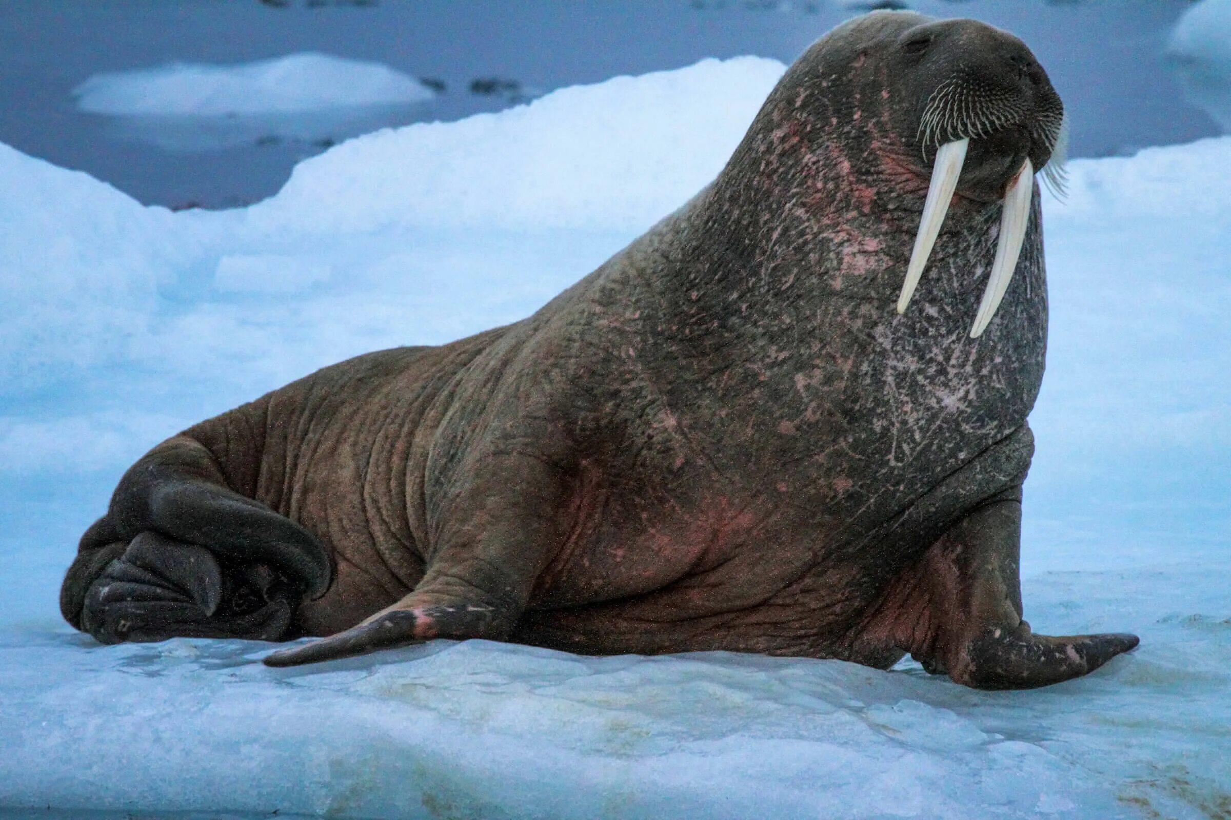 Тихоокеанский морж (Odobenus rosmarus divergens). Морж в Арктике Арктика. Ластоногие млекопитающие морж. Лаптевский морж.