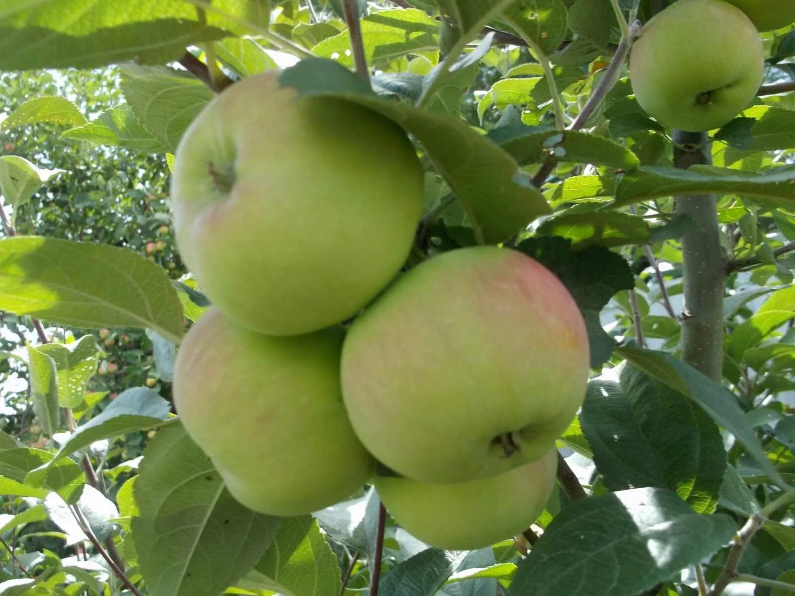 Полукультурка уральское наливное. Яблоня уральское розовое. Уральские сорта яблонь фото. Яблоня уральское розовое. Яблоня уральское розовое.