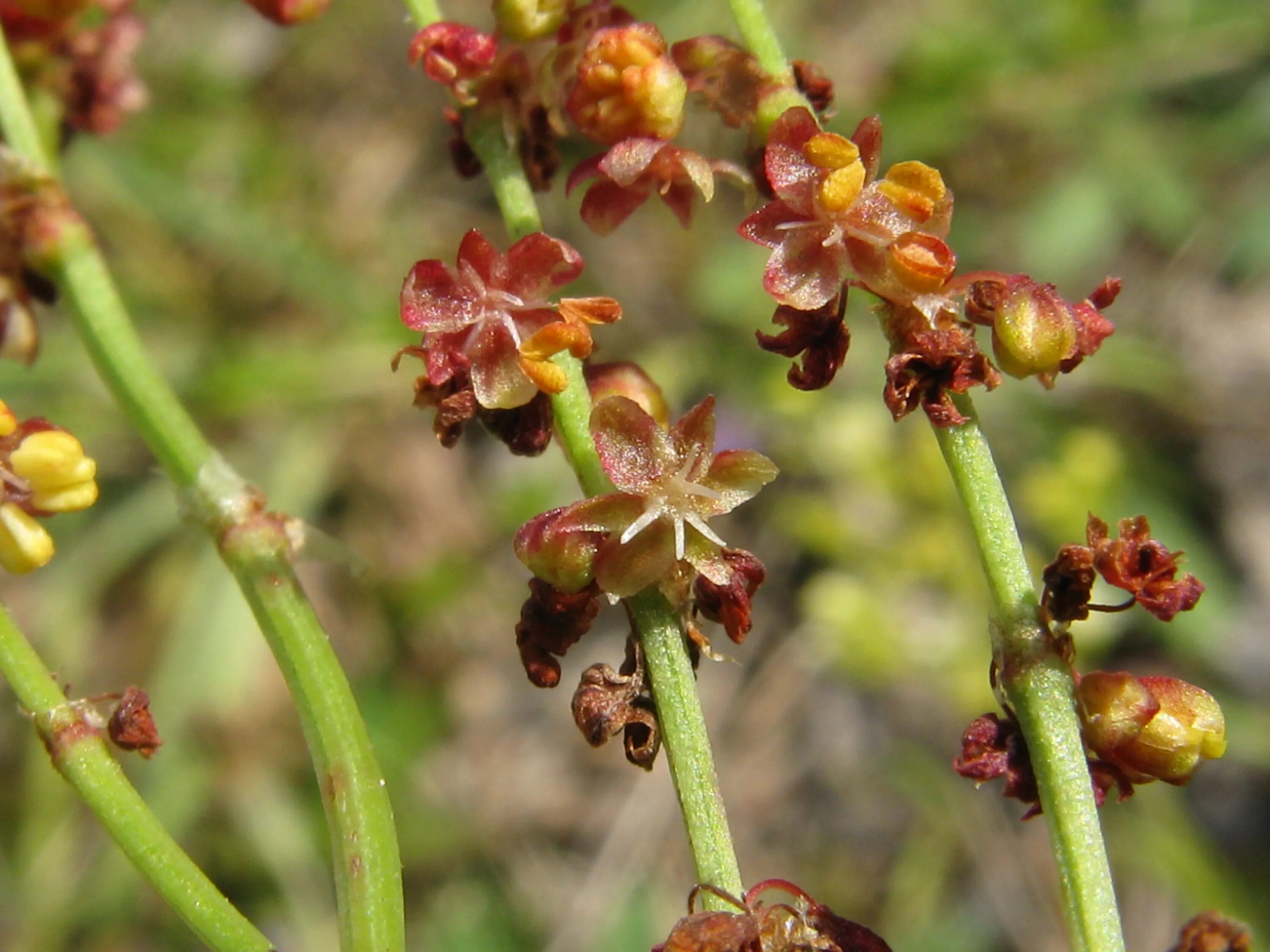 Щавель персик ракушка половые губы форма фото. Щавель воробьиный (Rumex acetosella). Щавель малый Rumex acetosella. Щавелек малый сорняк. Щавелек воробьиный.