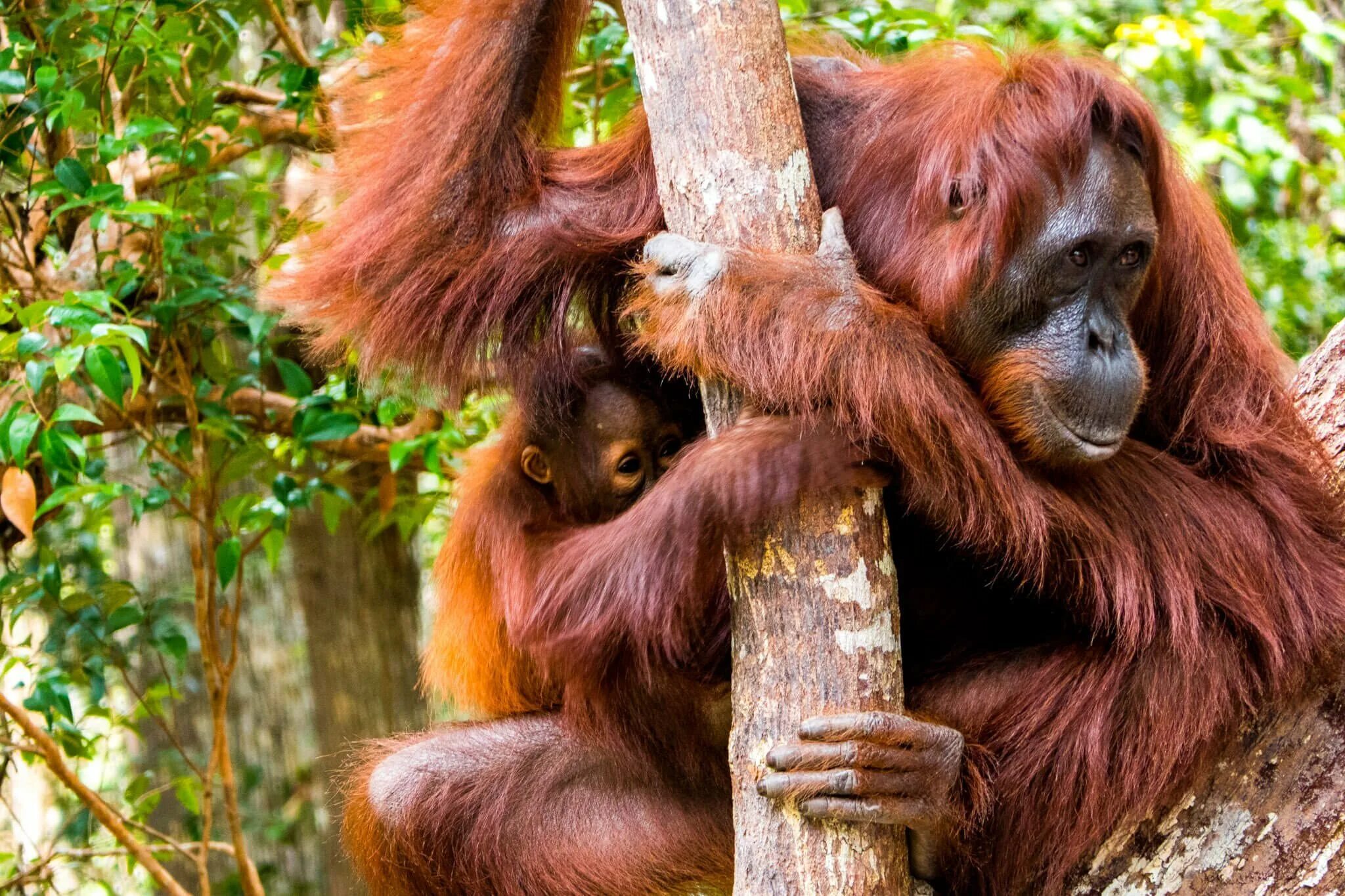 Орангутанг. Орангутанг. Приматы орангутанг. Орангутанг. Обезьяна орангутан.