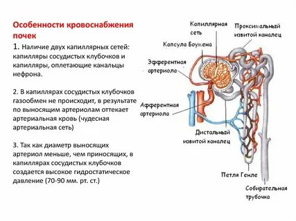 Нефрон вторичной почки