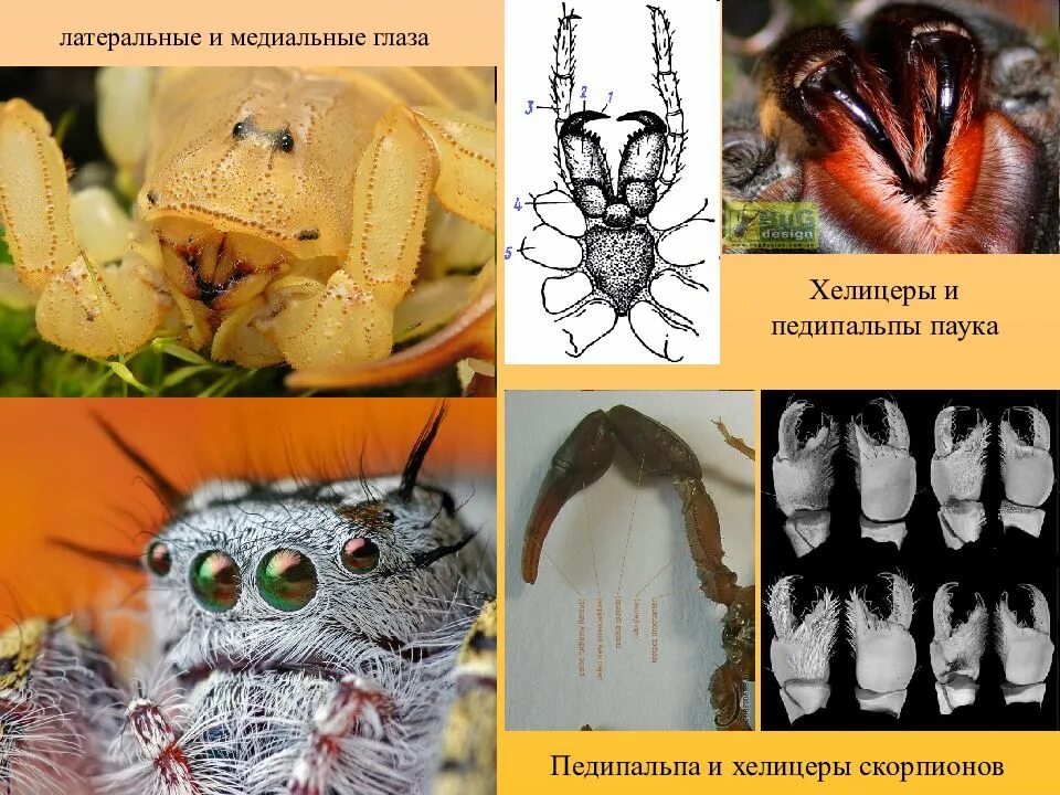 Американский плоскоухий членистоногие когтеступ. Хелицеры и педипальпы. Хелицеры и педипальпы паука. Мандибулы хелицеры педипальпы. Хелицеры паука мандибулы.