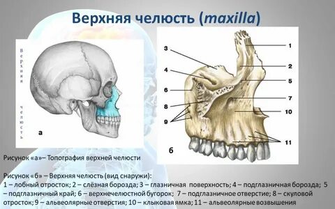 Верхняя челюсть глазничная поверхность