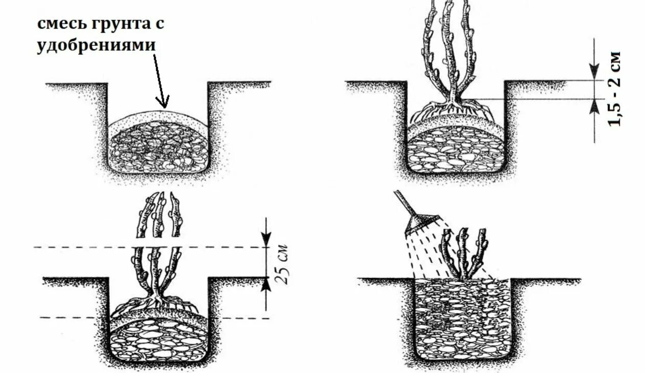 Схема посадки ежевики садовой. Посадка ежевики осенью в открытый грунт. Посадка малины весной в открытый грунт саженцами. Посадка ежевики весной в открытый грунт саженцами.