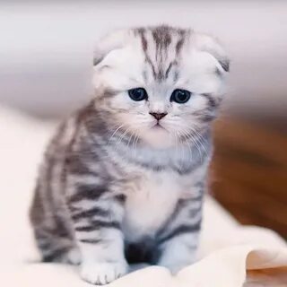 Вислоухий шотландец котенок