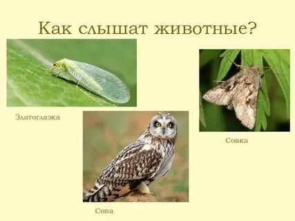 Какое животное слышит