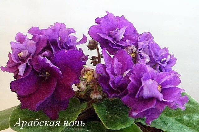 Арабская ночь фиалка фото Arabian Night (P. Sorano/Lyndon Lyon Greenhouses) * Фиалочный Островок. Форум цв