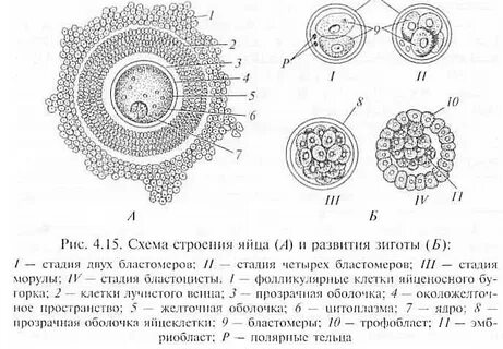 Яйцеклетка развивается на заростке