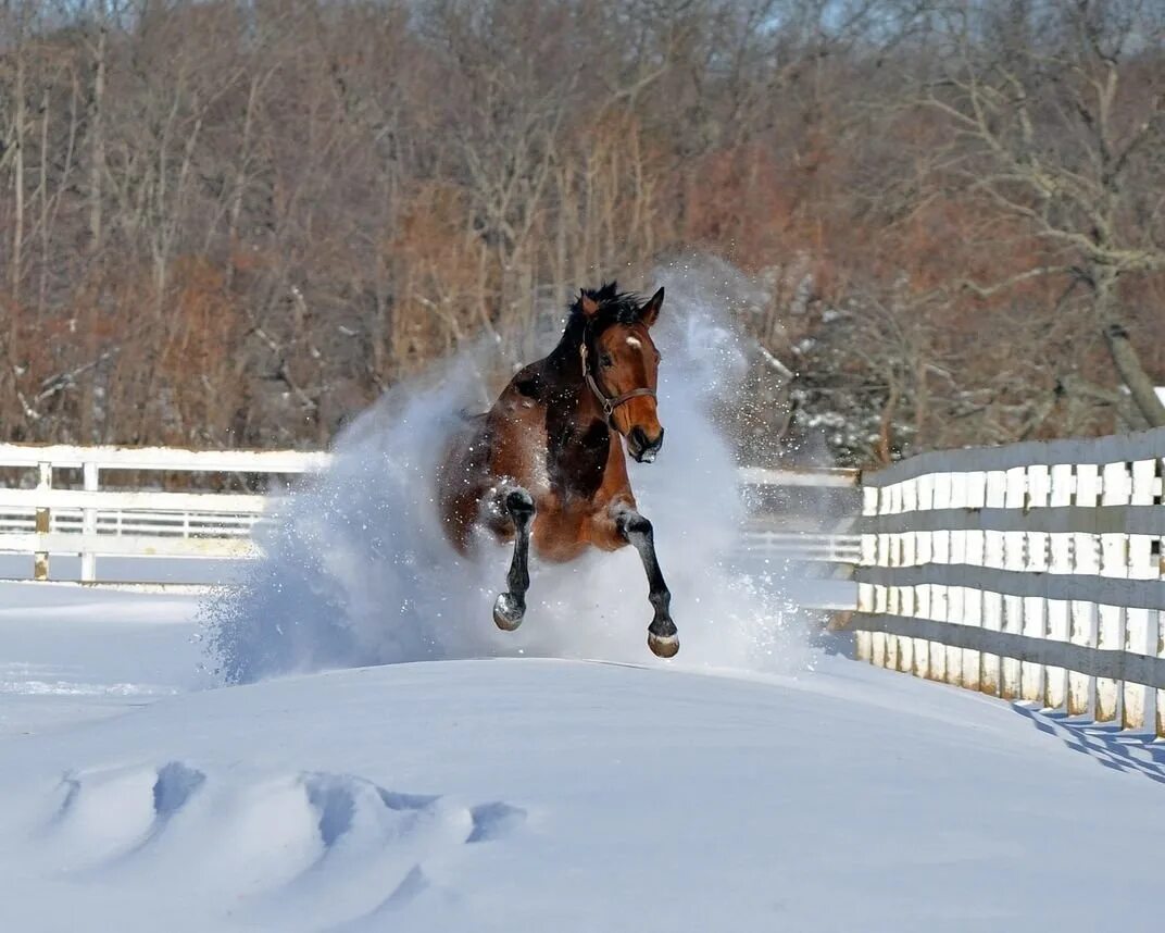 Ведь жизнь бежит что снег. Лошади в снегу. Лошади зимой. Снежный конь. Лошадь бежит по снегу.